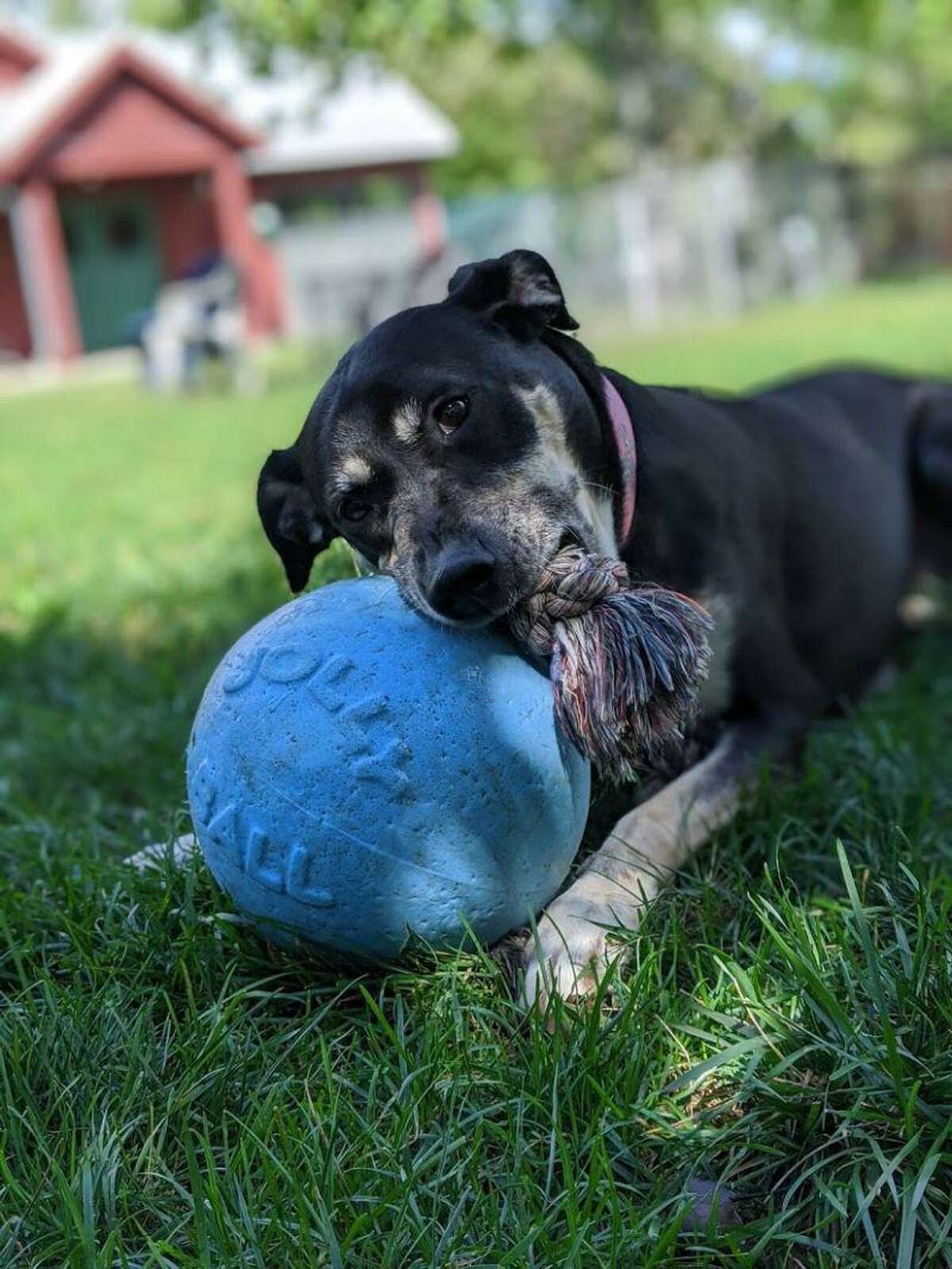 Lucy, a 7-year-old Rottie mix seeks a loving home.