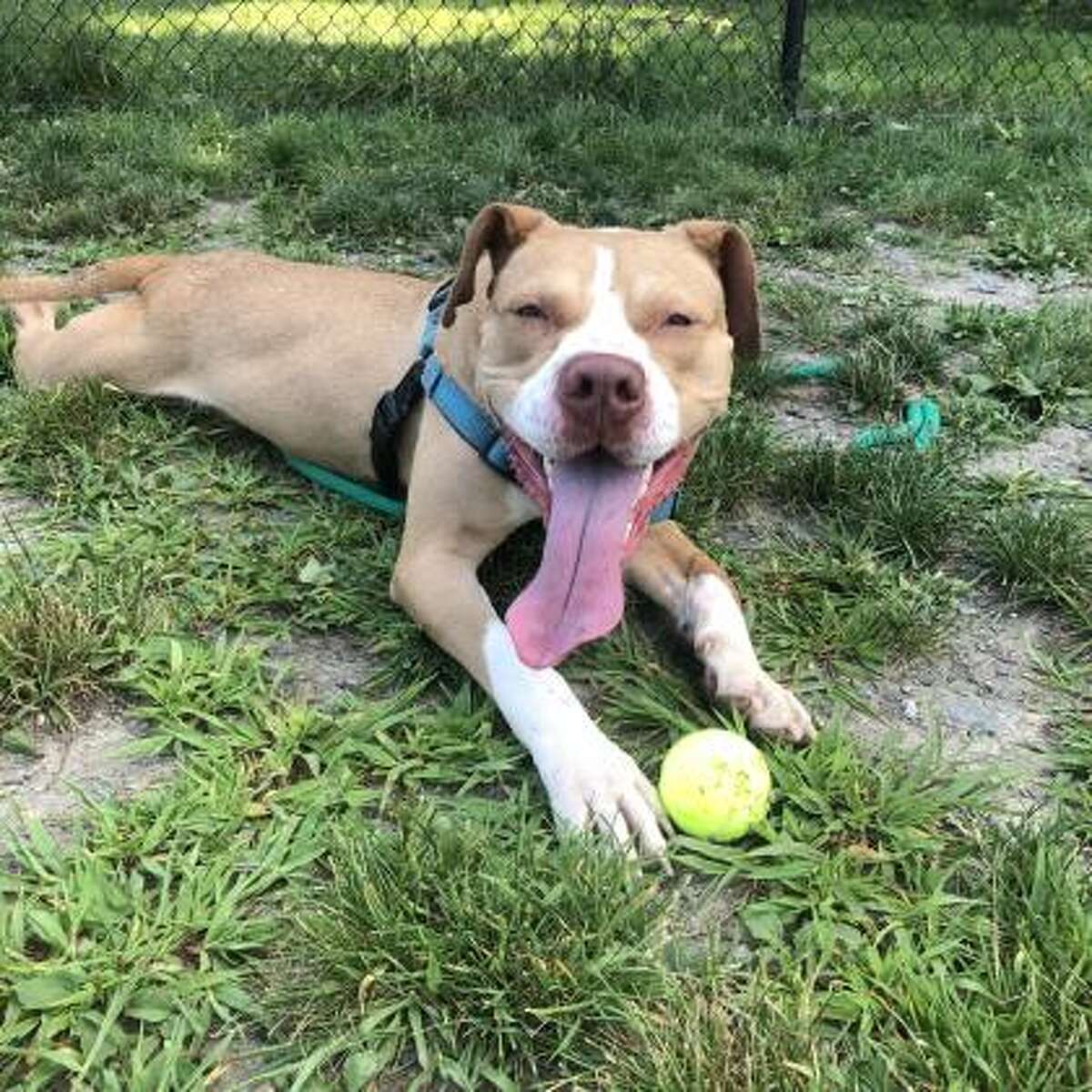 Abraham is a 1-year-old terrier pitbull mix.