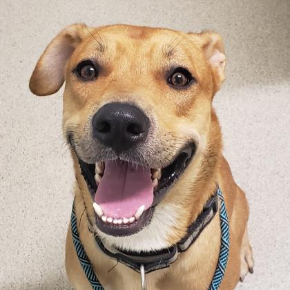 Photos: Adoptable pets at the Mohawk Hudson Humane Society for September