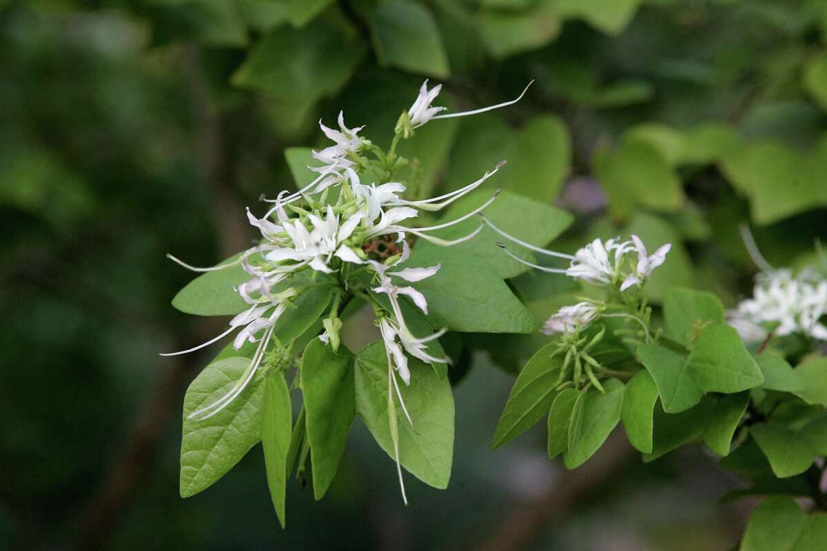 Mexican Bauhinia is a cloud of white blooms in the summer.