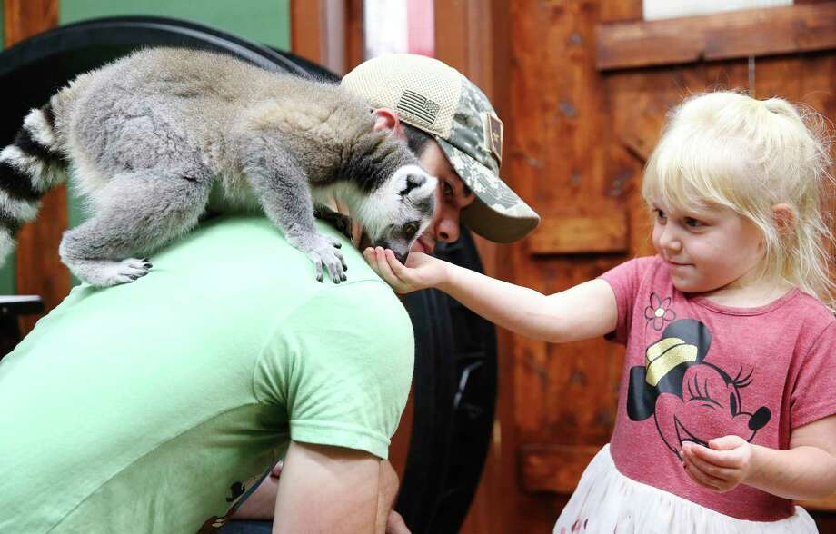 A ring-tailed lemur sits on employee Kyle Byerly as it nibbles on a treat from Sadie Vaughan, 3. Photo: Kin Man Hui /Staff Photographer / **MANDATORY CREDIT FOR PHOTOGRAPHER AND SAN ANTONIO EXPRESS-NEWS/NO SALES/MAGS OUT/ TV OUT