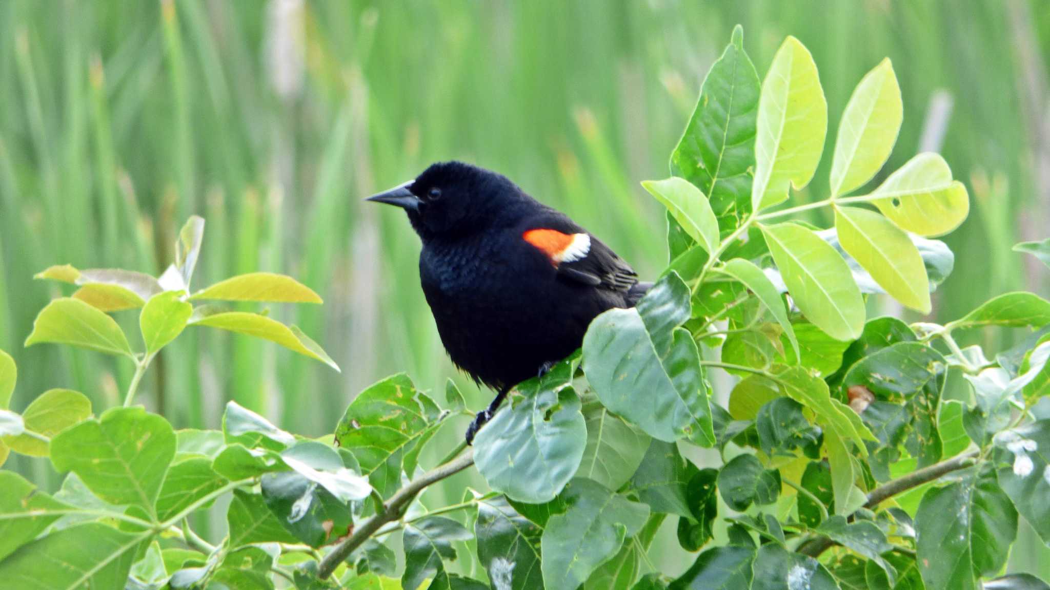 Help our Texas' birds fly south for the winter by turning your lights off