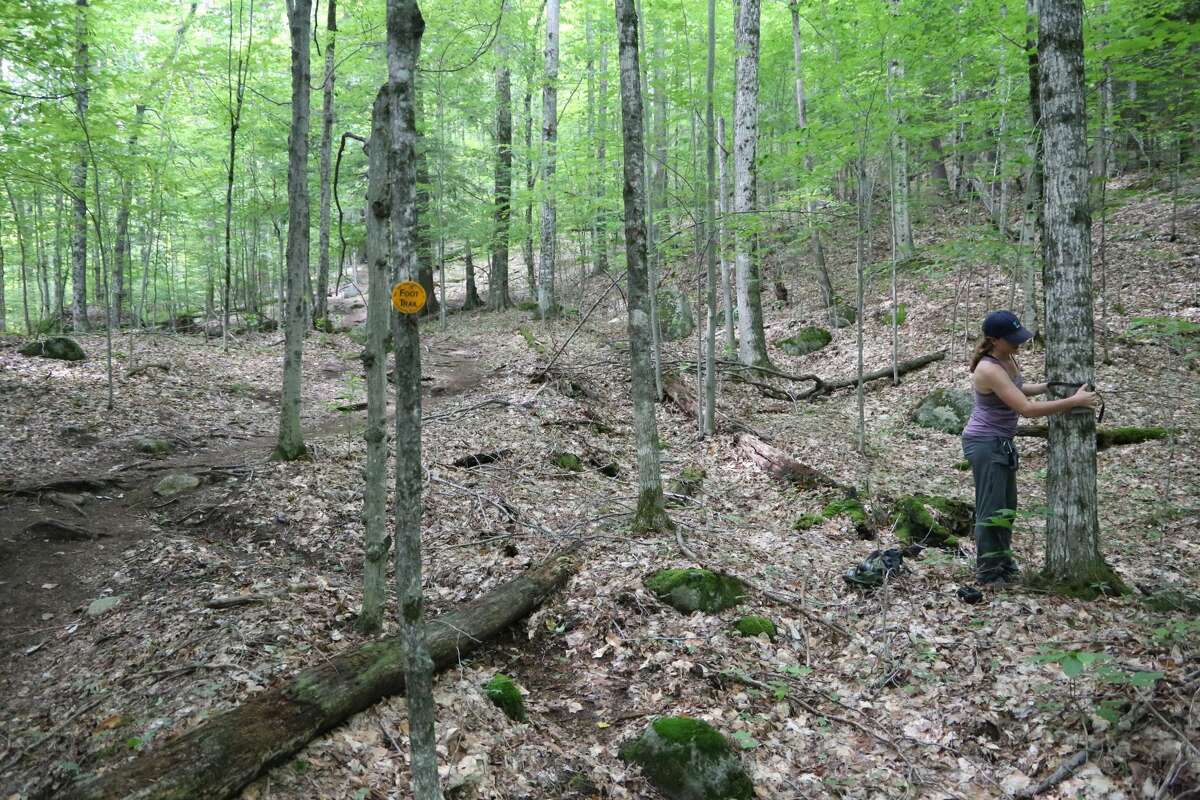Courtney Garrity, a field crew member with the Wildlife Conservation Society, puts up a wildlife camera near the trail to Rooster Comb Mountain on Aug. 24 in Keene.
