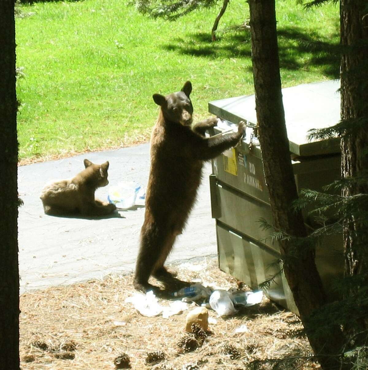 Tensions between bears and humans in Tahoe this summer are running high.