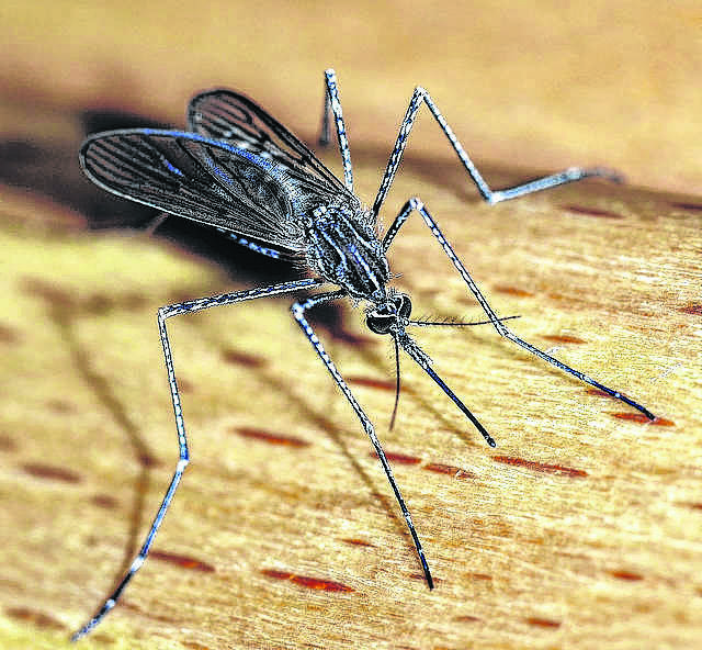 West Nile virus seen in Macoupin mosquitoes