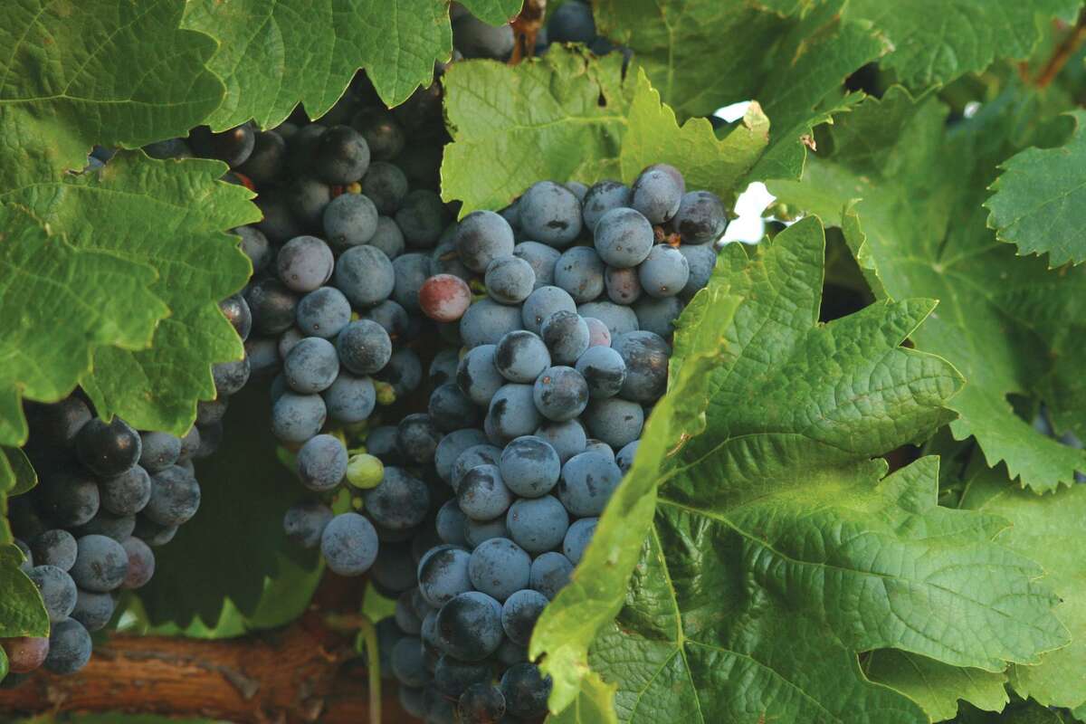 Grape harvest complete along Gulf Coast, Texas Hill Country