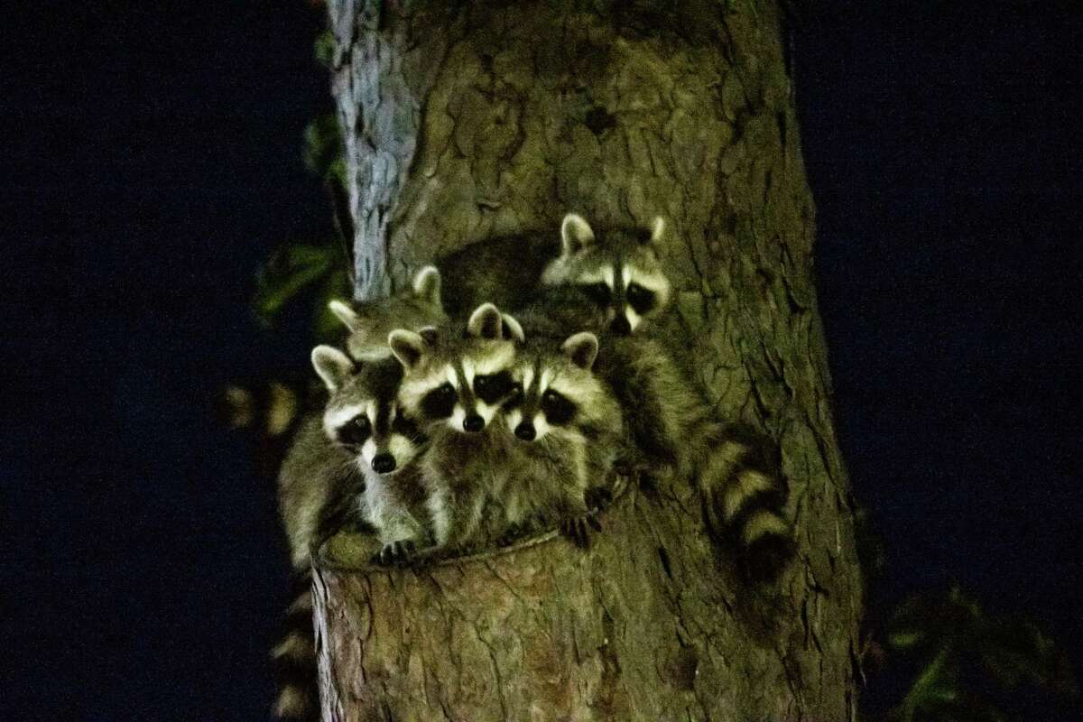 Family of Baby Racoons in a Tree at night