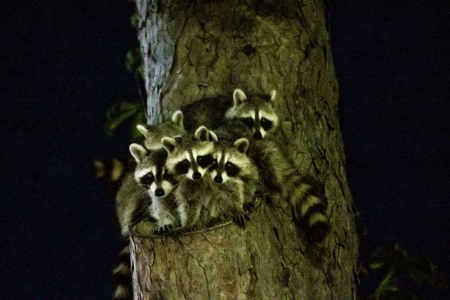 Fun facts about raccoons, the masked bandits that steal hearts as well
