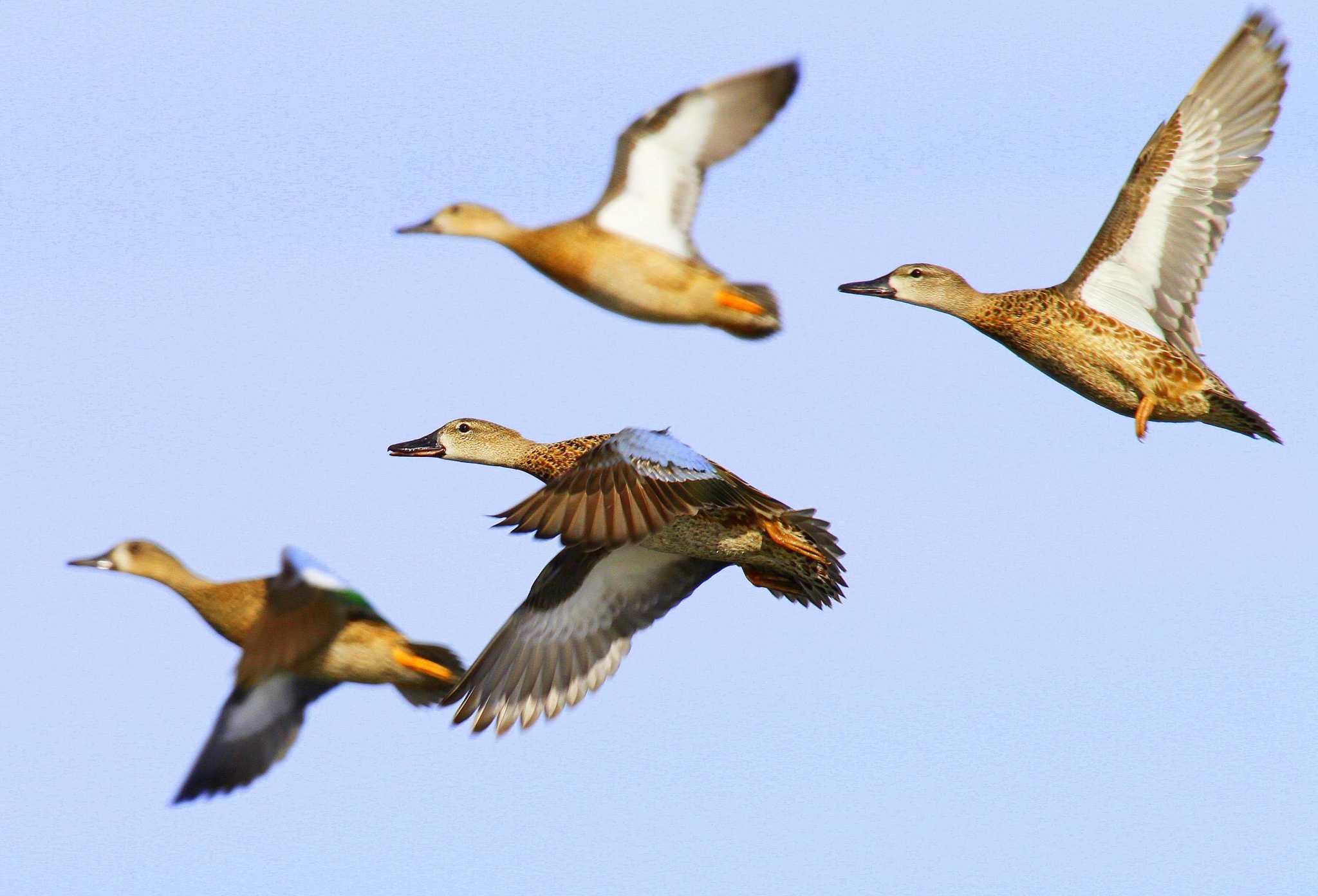 Forecast excellent for Texas' early teal season