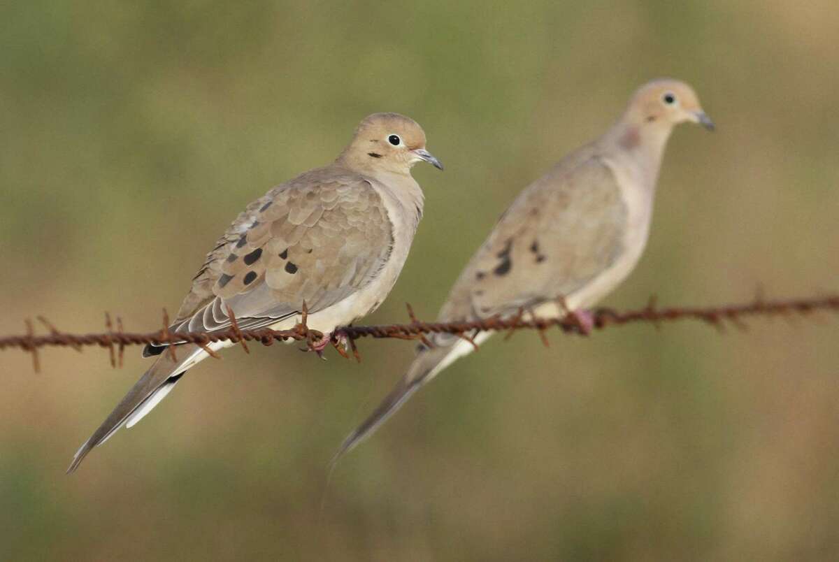 Mourning doves Texas’ most populous game bird