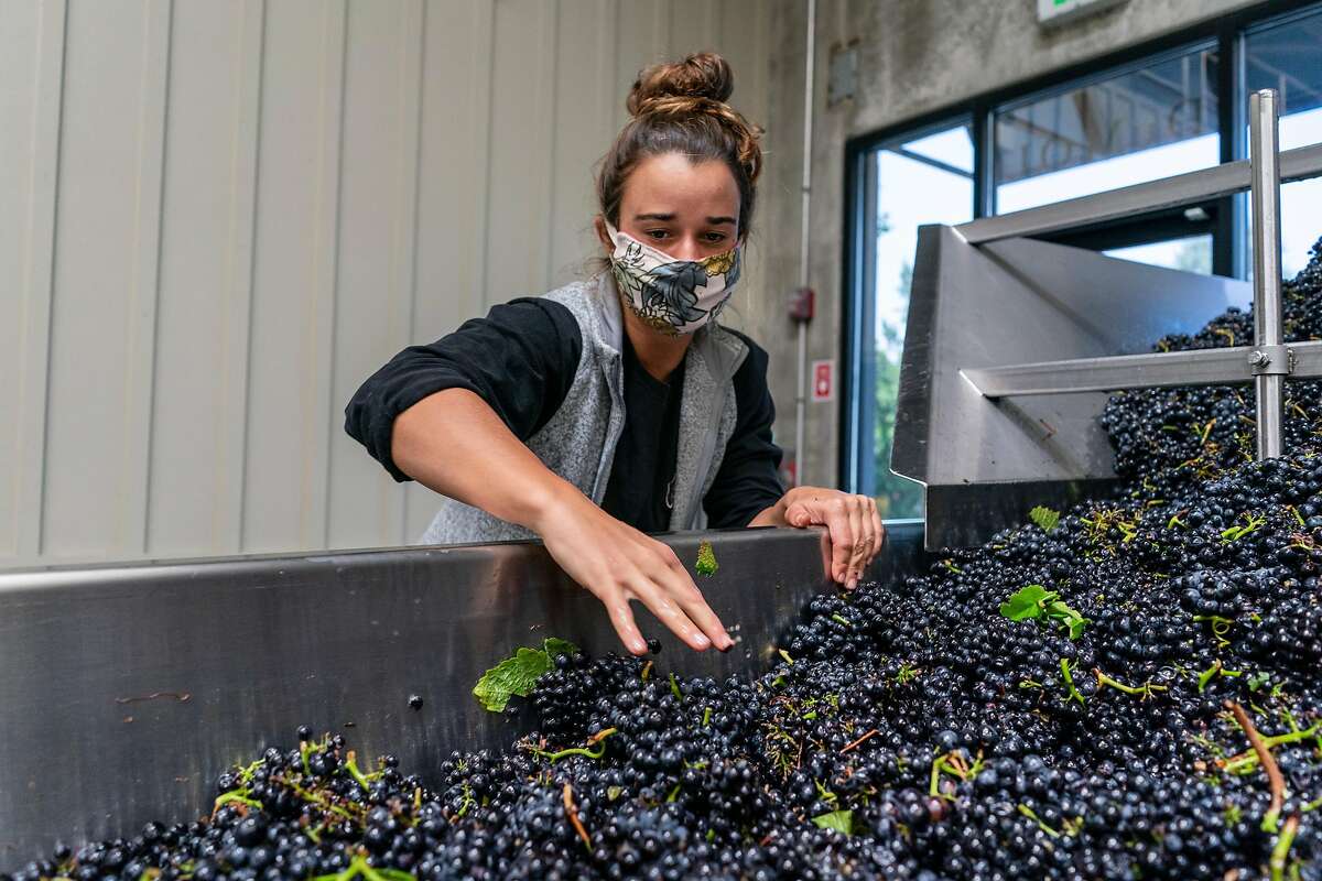 DuMol Winery employees work during the pandemic on August 25, 2020.