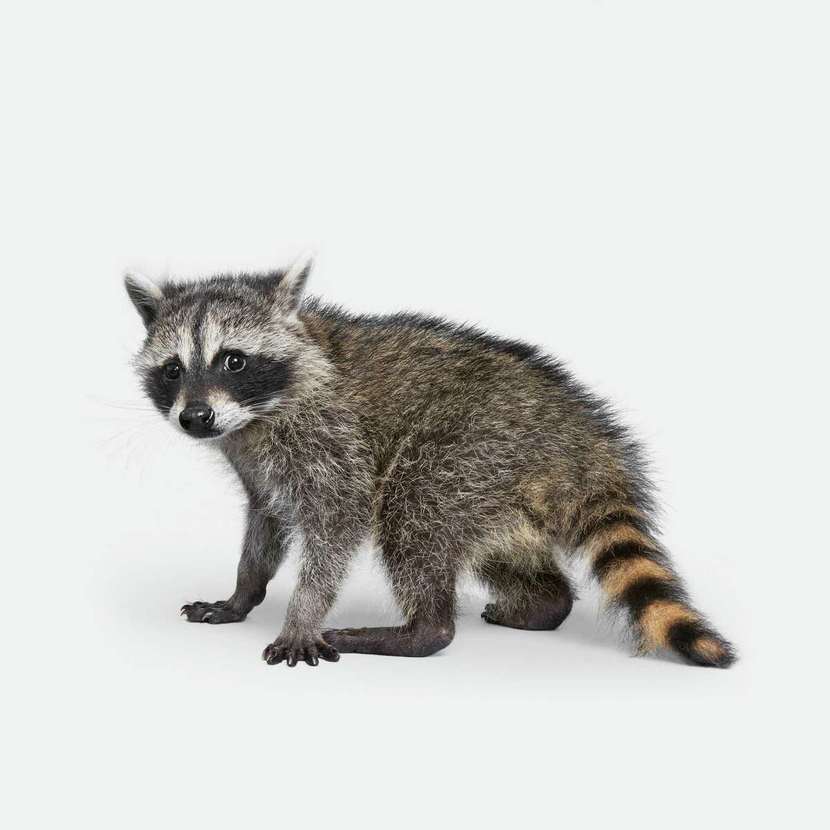 Baby raccoon from