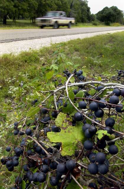 Wild mustang grapes grow along a Texas roadside. In Connecticut, the ripening grapes — and their aroma — are a sign of fall approaching.