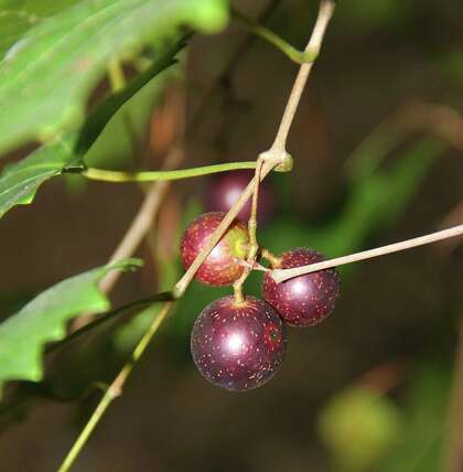 Wild grapes are ripening in Connecticut. Collecting the antioxidant-rich fruit from forest edges and transforming them into jelly is a cultural and culinary touchstone for many.