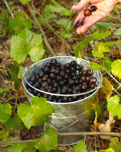 Collecting antioxidant-rich wild grapes from forest edges and transforming them into jelly is a cultural and culinary touchstone for many. Birds like them, too.
