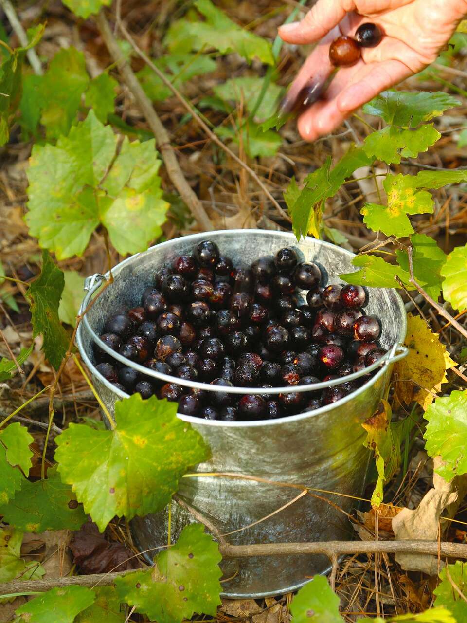 Robert Miller: Wild grape vines attract critters and kids alike