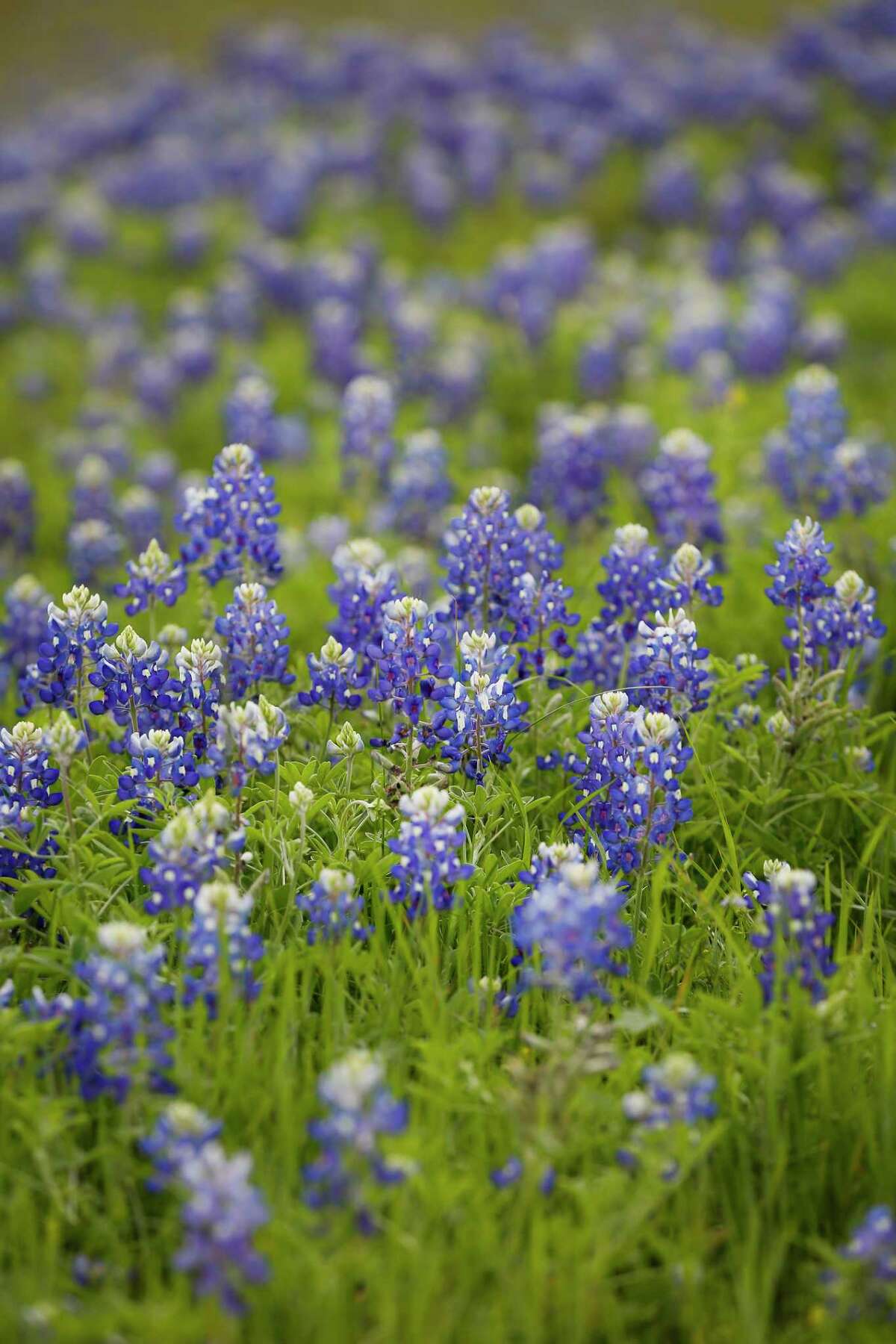Bluebonnets start to bloom in a field behind Walmart Saturday, March 14, 2020, in Brenham.