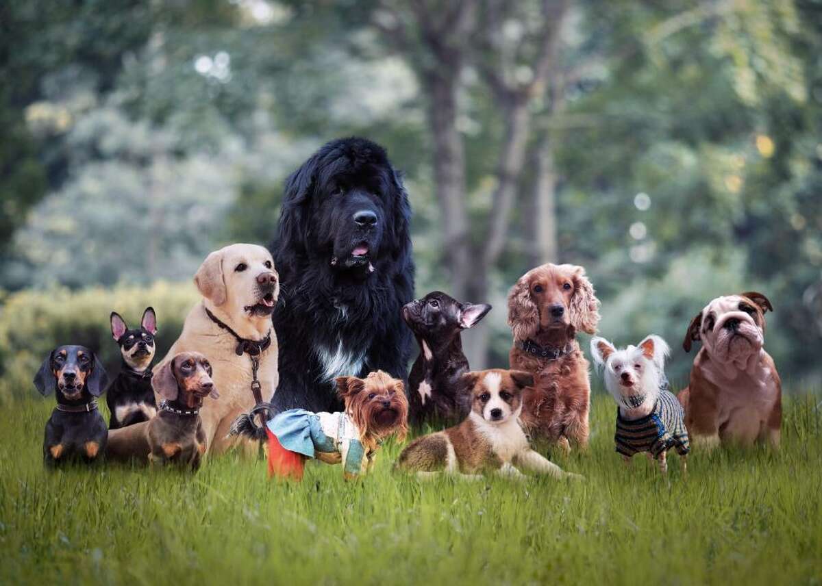 dog breeds largest to smallest