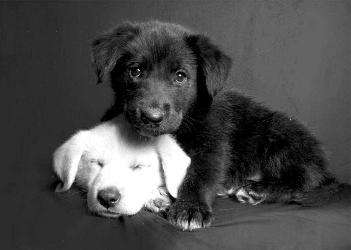 Белый щенок и черный щенок