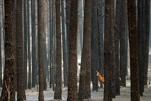 Is Climate Change Worsening California Fires Or Is It Poor Forest Management Both Experts Say Sfchronicle Com