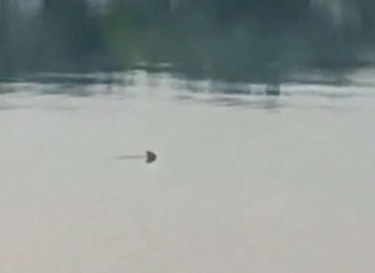 Eek! Was that a shark in the Hudson River?