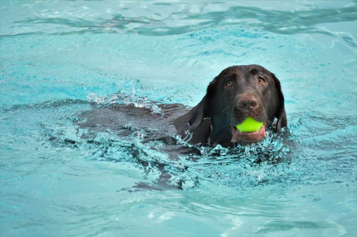 The City of Midland Parks and Recreation hosted its 10th annual Pooches at the Pool event on Saturday, Sept. 12, 2020 at Plymouth Pool. (Ashley Schafer/Ashley.Schafer@hearstnp.com)