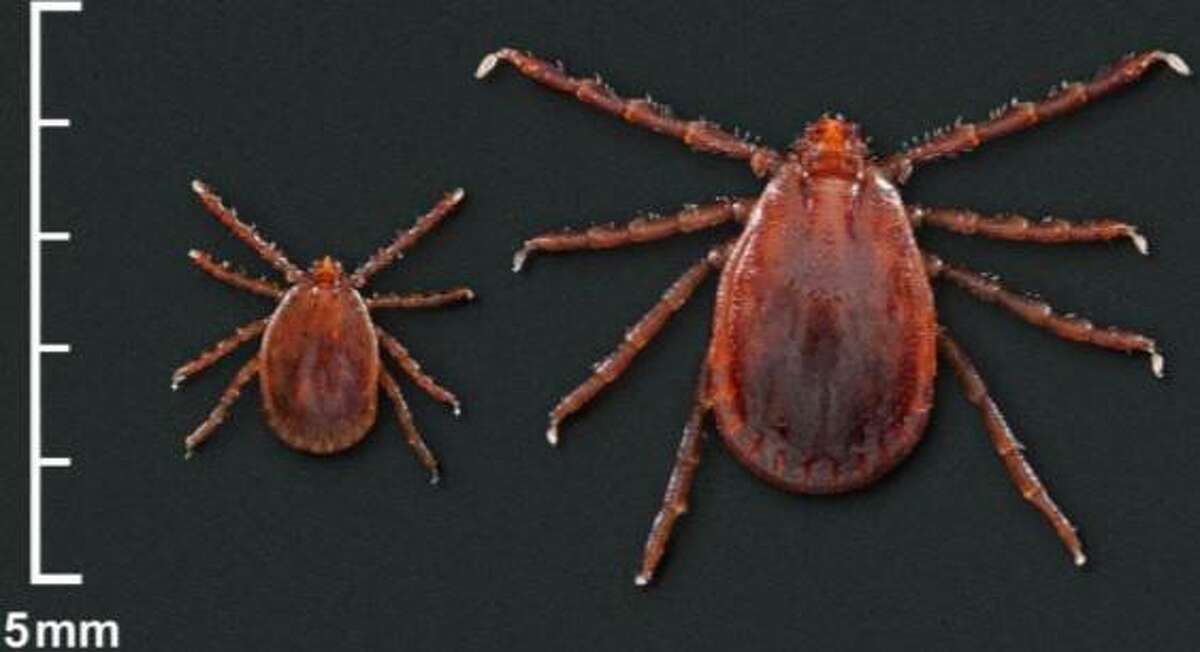 An Asian longhorned tick nymph, left, and adult female.
