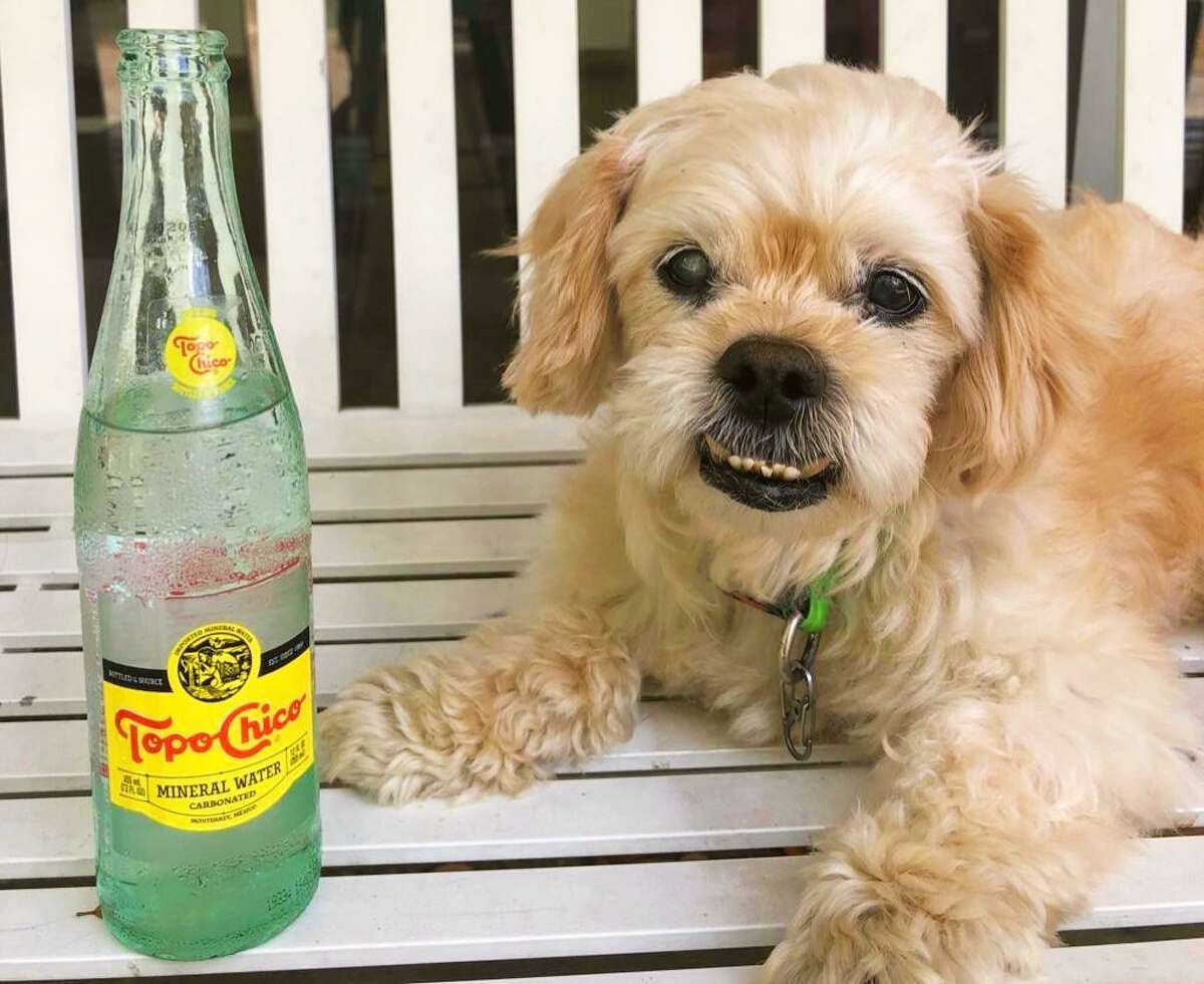 Two of writer Craig Hlavaty's favorite things: his dog and his Topo Chico.