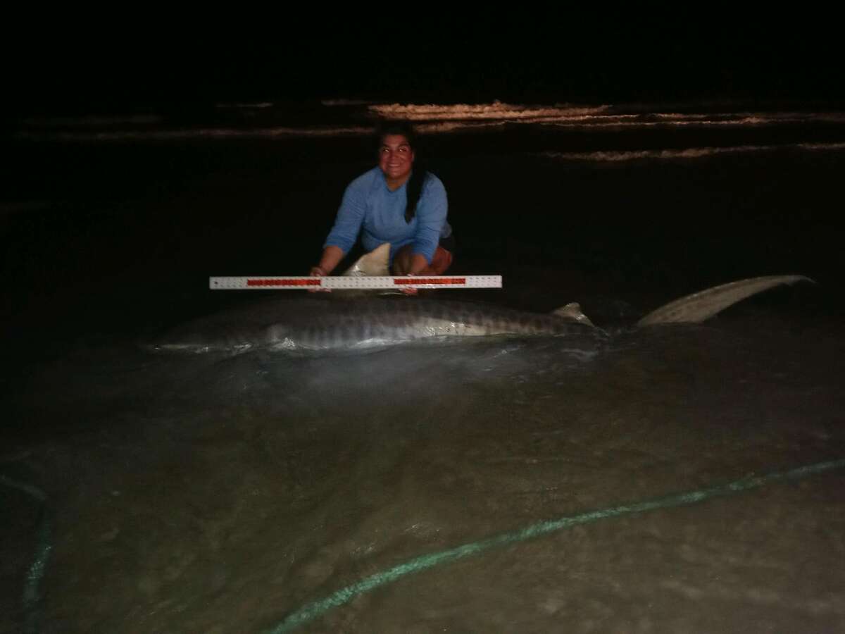 Josie Silva from Orange Grove reeled in a 9-foot, 300-pound female tiger shark from the shoreline near Bob Hall Pier on Labor Day.