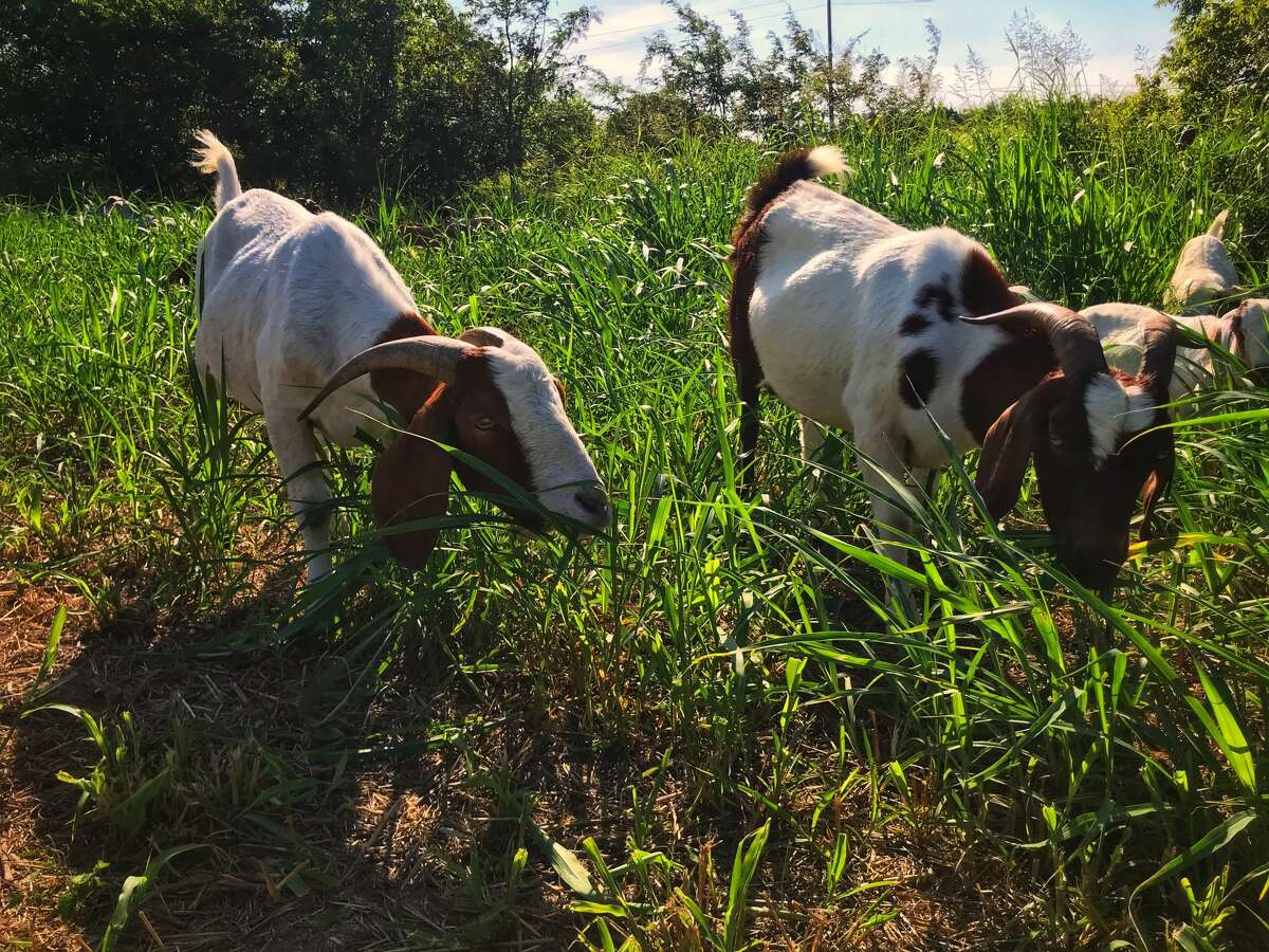 The Houston Arboretum & Nature Center welcomes 120 goats in October to assist with “mowing” slopes with overgrown vegetation around the two Woodway ponds. The public is welcome to view the goats at work any day from Oct. 4 – 10.