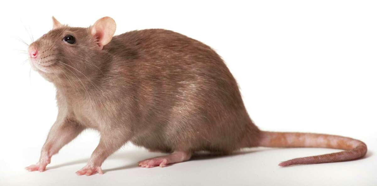The Norway rat or brown rat, Rattus norvegicus, is one of the most common rats in San Antonio and much of the country.