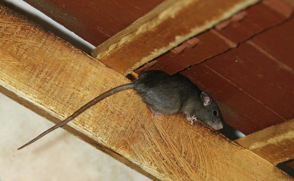 S.A.’s Common Critters Learning to love the common house rat — or at