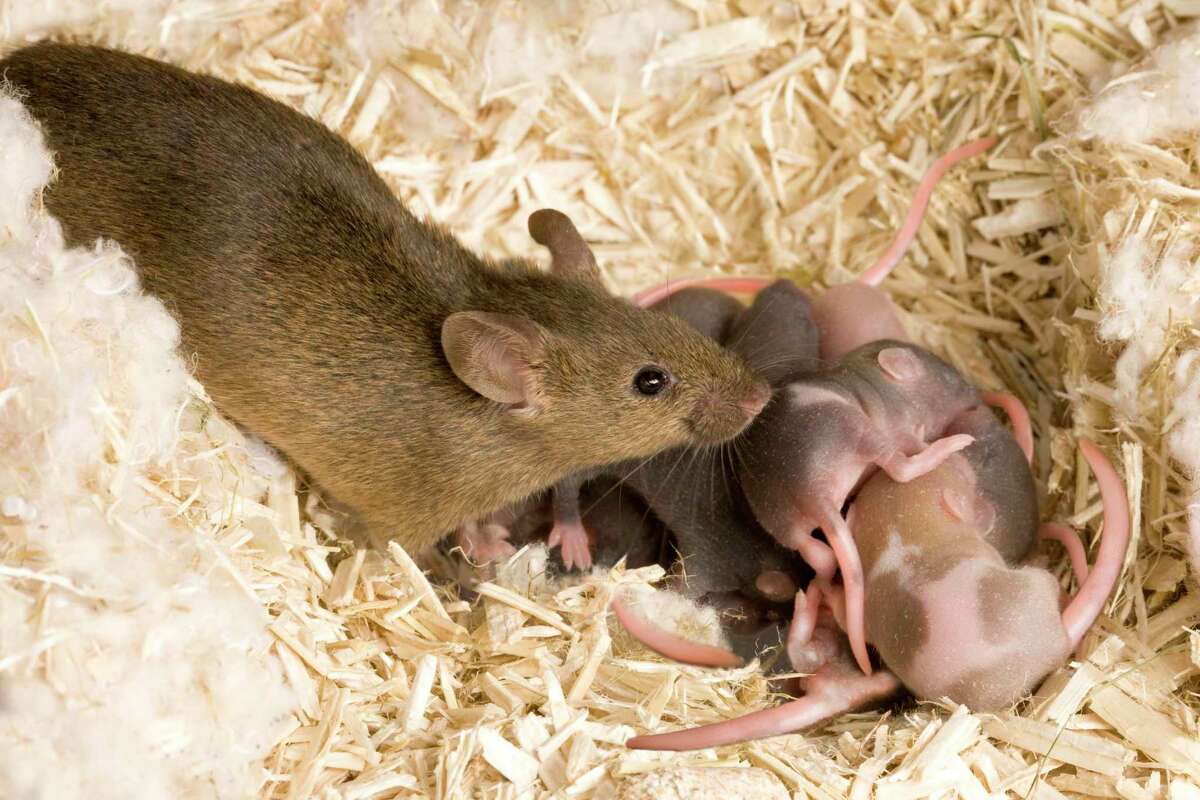 S.A.’s Common Critters Learning to love the common house rat — or at