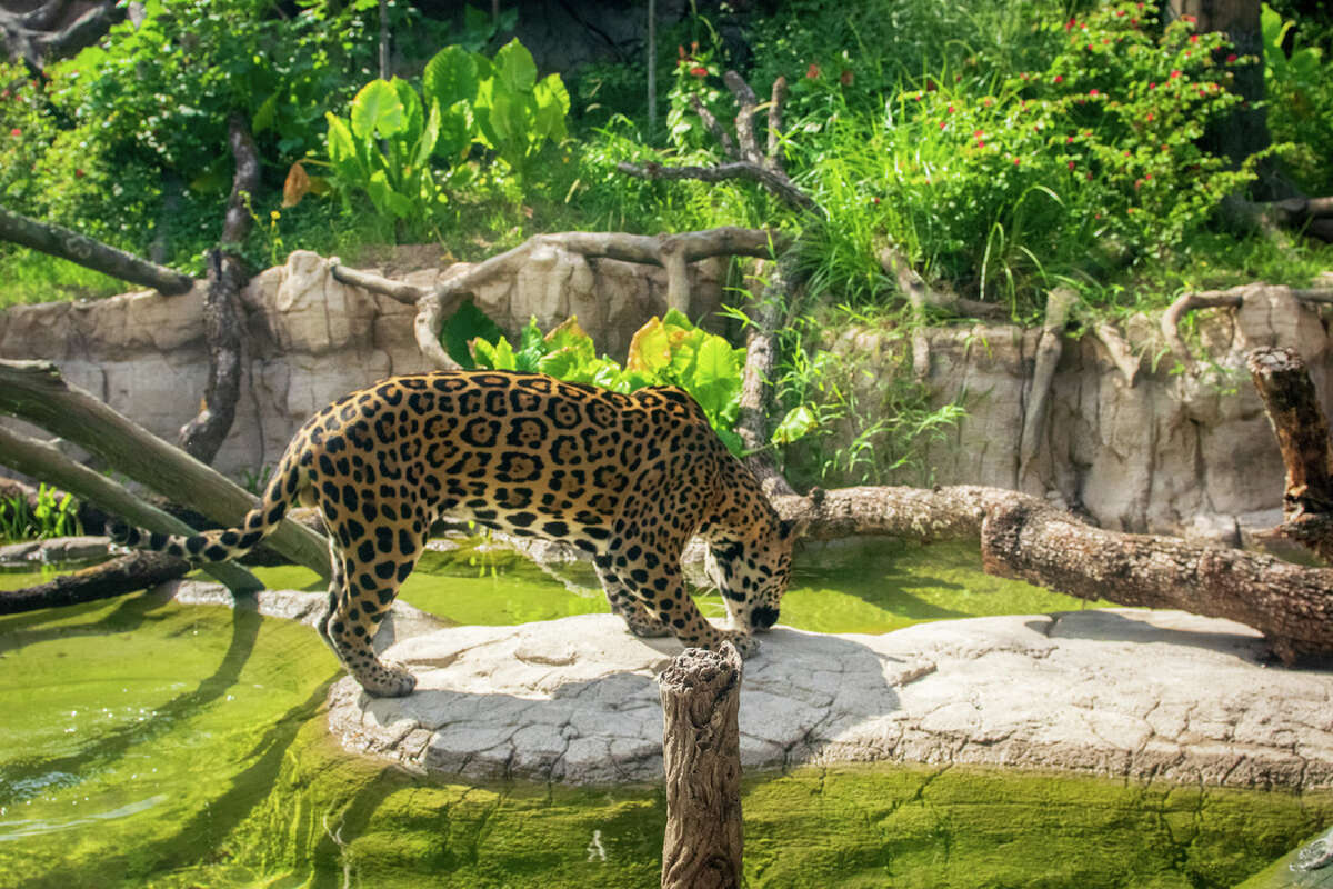 A jaguar who lives at Houston Zoo.