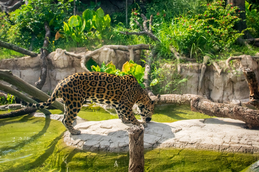 A guide to the Houston Zoo's top exhibits and attractions