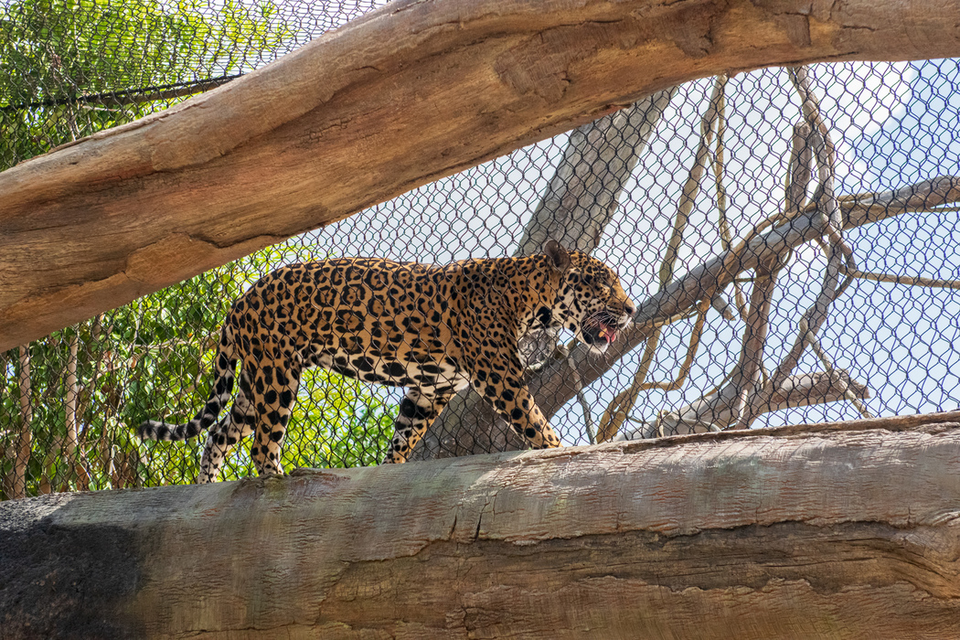 Houston Zoo set to open new South America's Pantanal expansion
