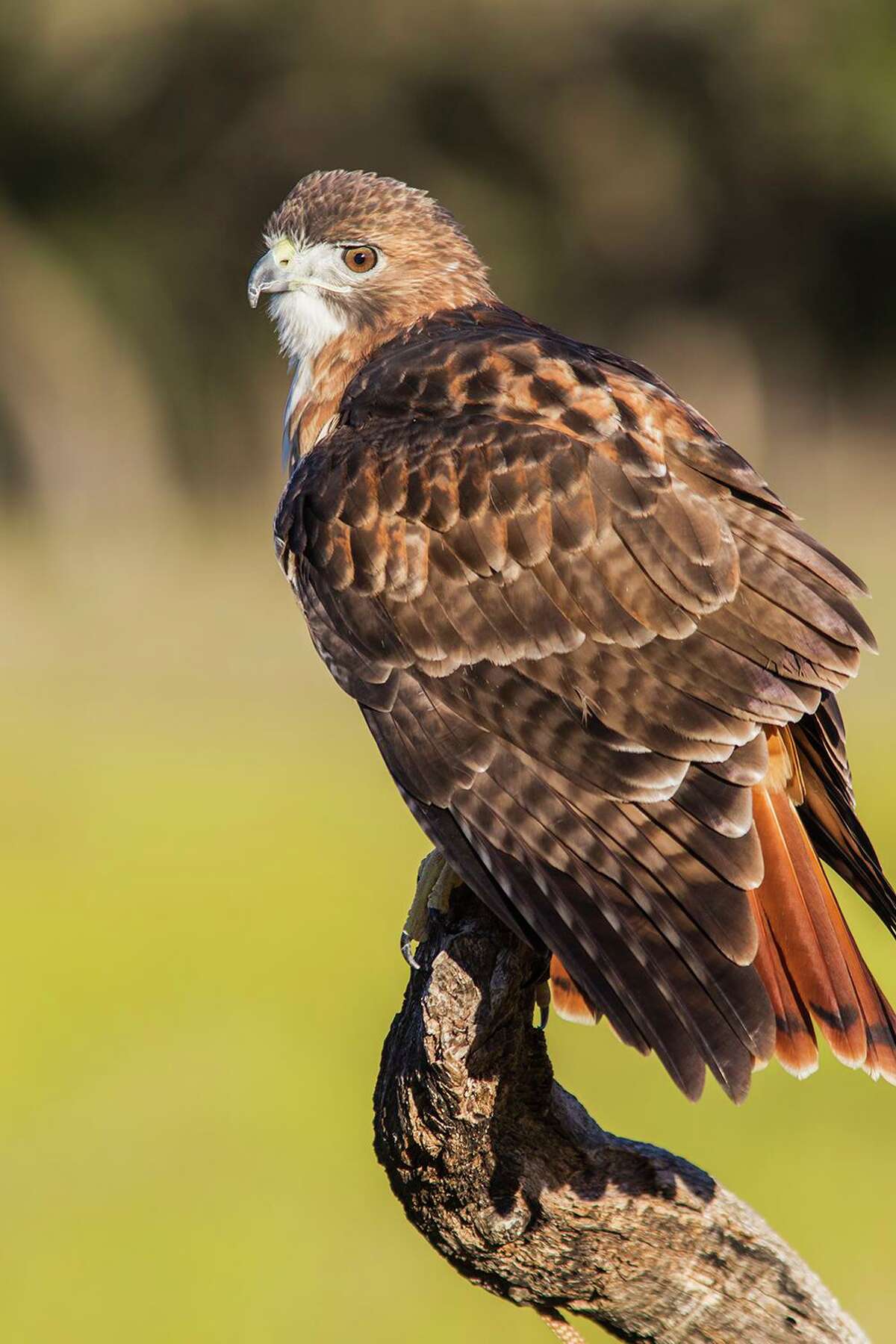 Bet you didn’t know these amazing facts about birds