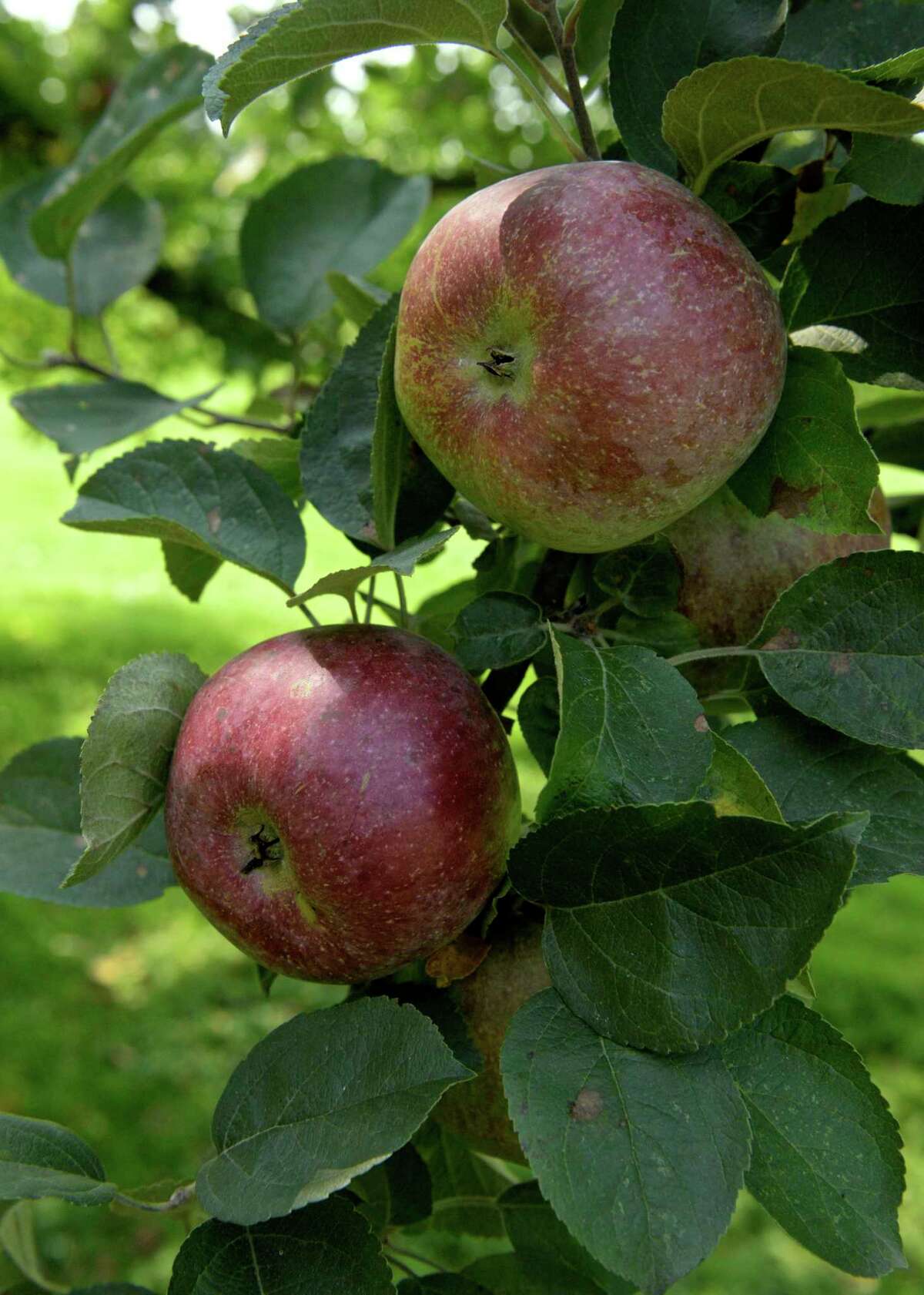 One of CT’s oldest farms now permanently protected in Roxbury
