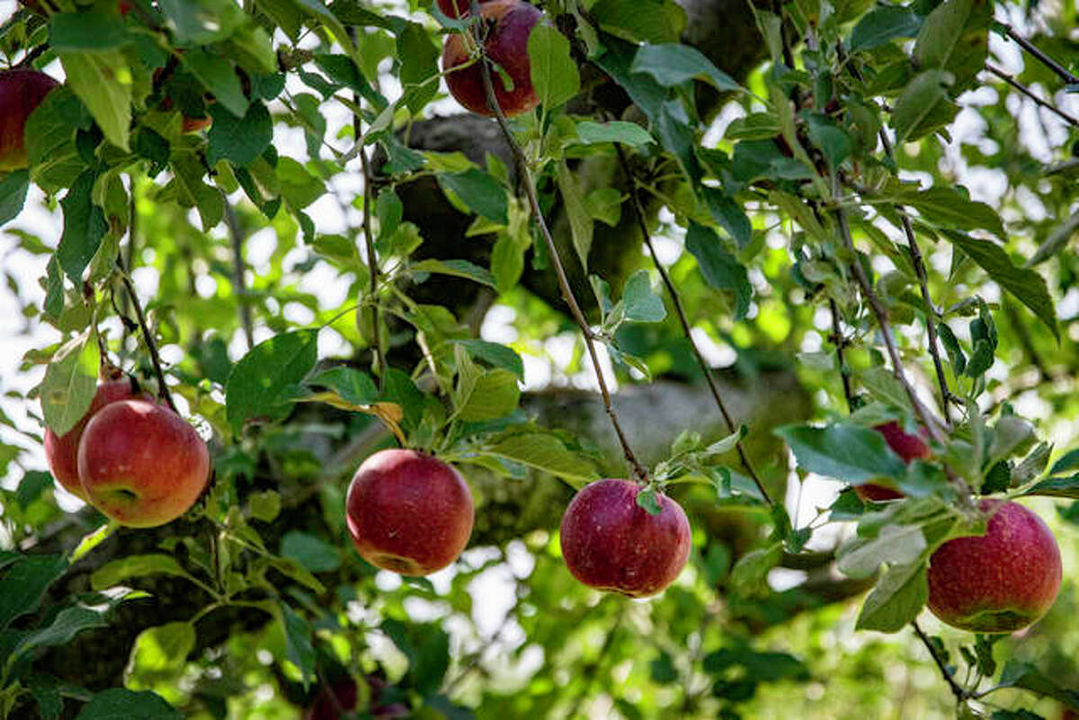 Jonathans ripe for picking at Mills Apple Farm