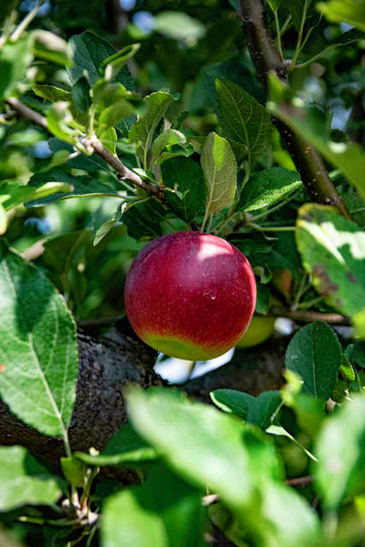 Jonathans ripe for picking at Mills Apple Farm