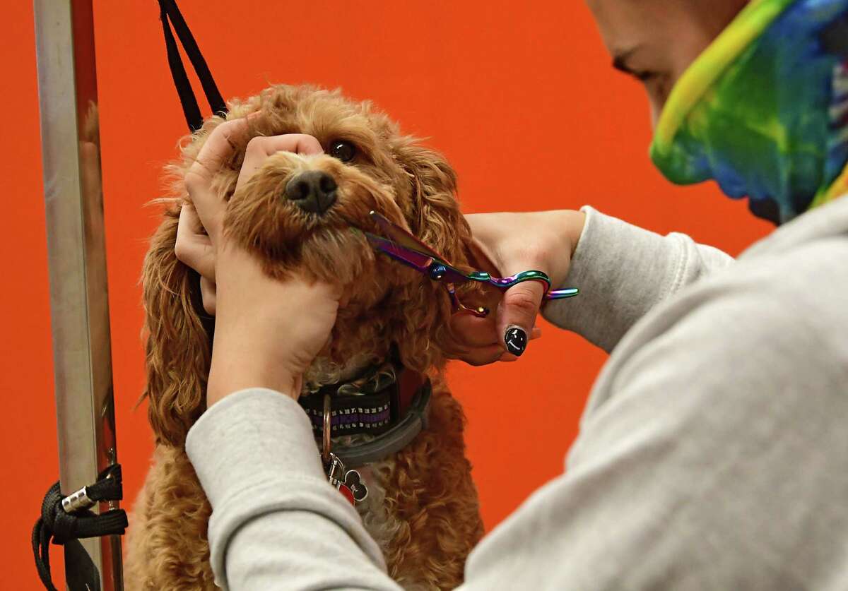 Groomer Lynne Godfrey gives Rita, a Cavapoo from Saratoga, a trim in the grooming space at Chow Bella, an indoor, climate controlled canine social club, which recently opened their doors for business Tuesday, Sept. 15, 2020 in Saratoga Springs, N.Y. (Lori Van Buren/Times Union)
