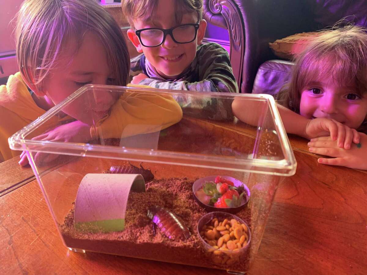 The Kinsman kids looking at their new Madagascar hissing cockroaches, named Tiki and Diamond.