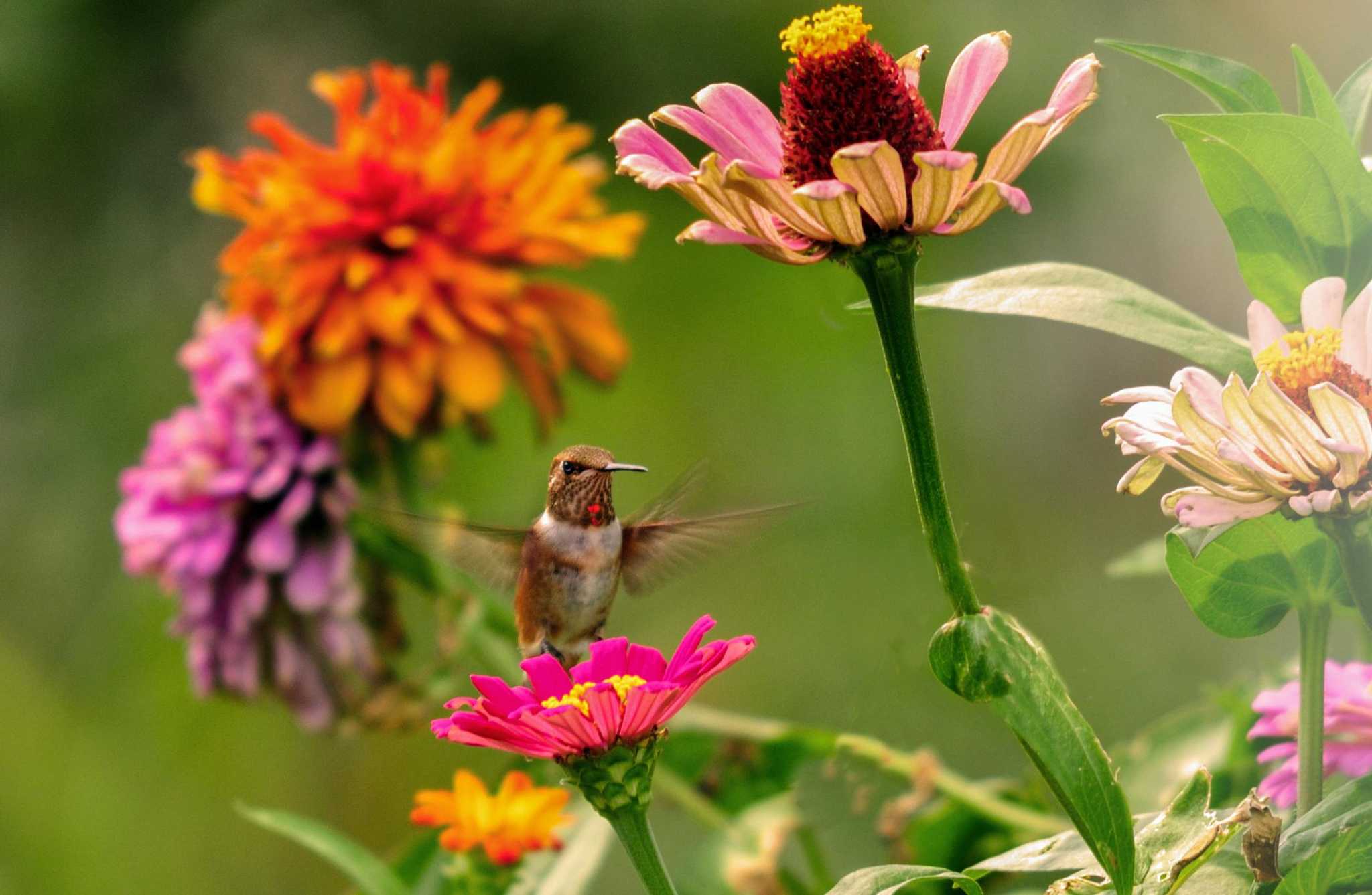 Hummingbird In Fall Calvin Finch: Get ready for fall’s hummingbird migration