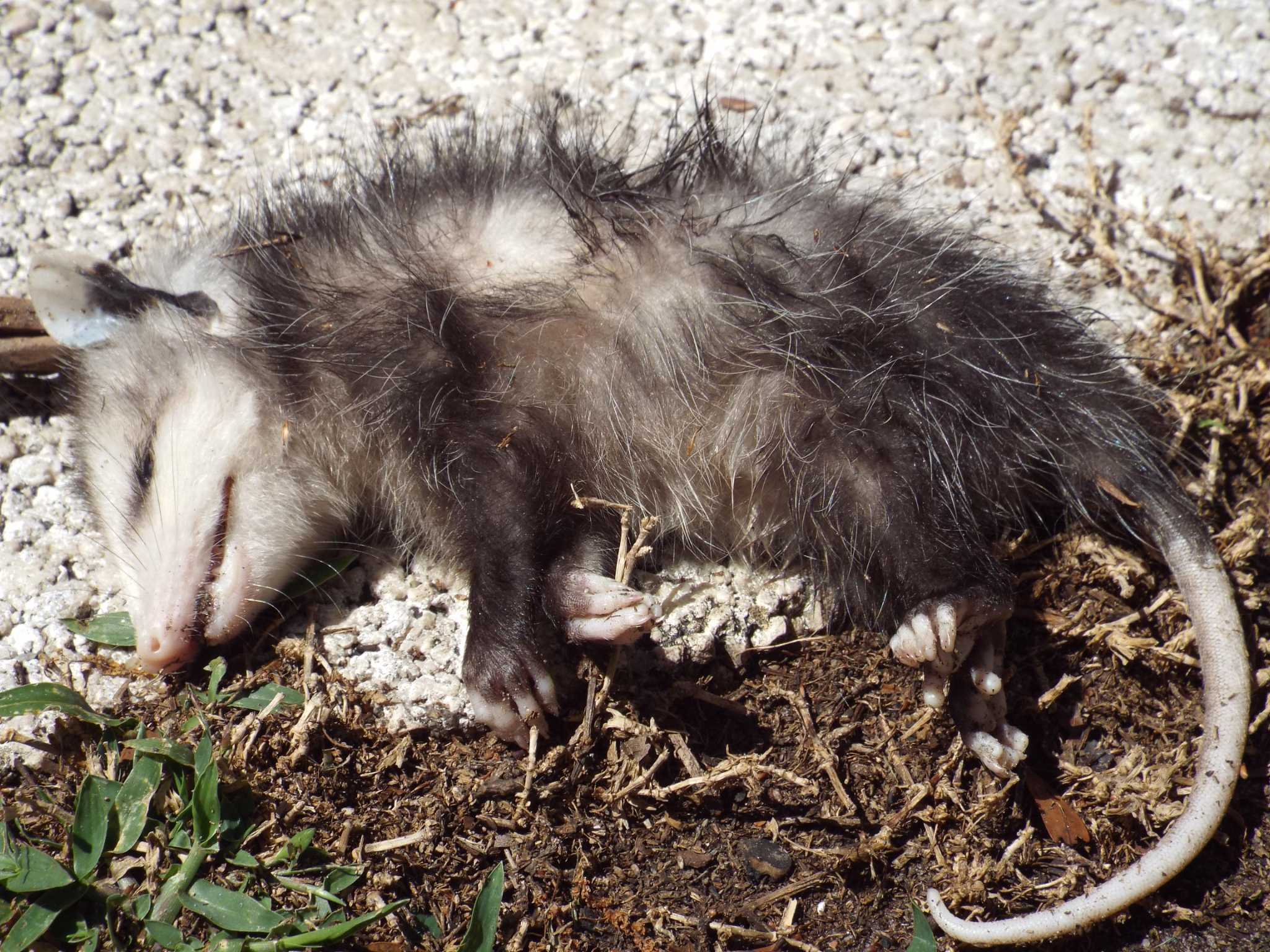 How to Tell If a Possum is Playing Dead Zeke Adventure Blog