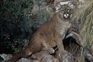 Video shows mountain lion stalking child on bike in Bay Area