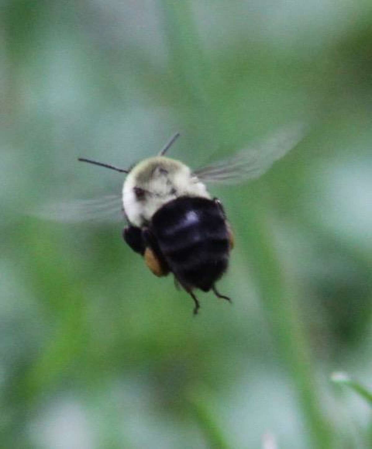 A bee photographed by Brooks Garis at his Wilton home during the summer of 2020.