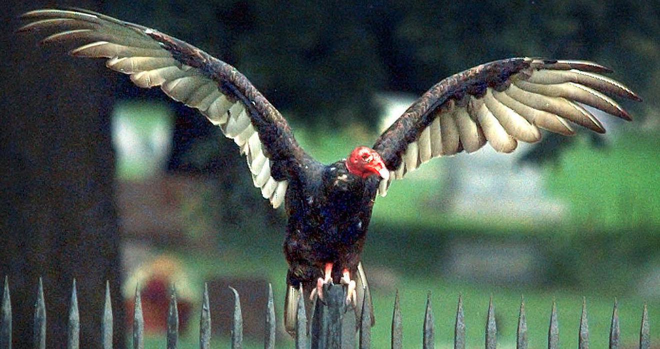 S.A.’s Common Critters Turkey vultures, black vultures more than just