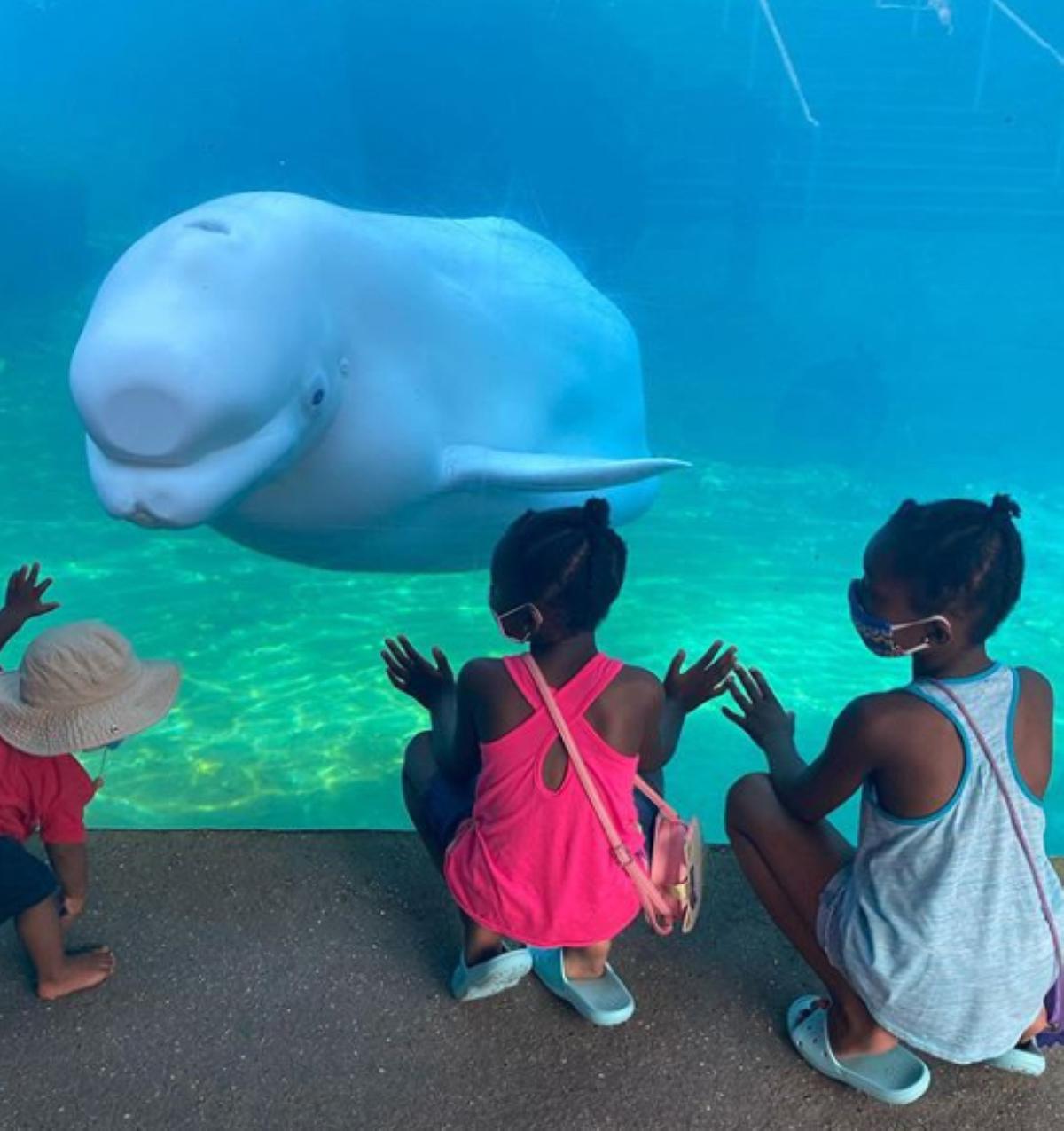 Home to beluga whales, is Mystic Aquarium among best in nation? - Vimarsana News