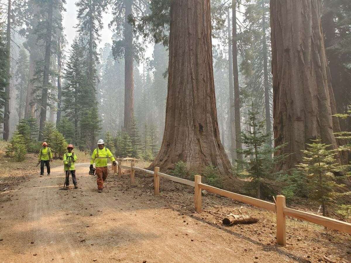 CHIPS workers are helping to ready the Mariposa Grove for the Creek Fire.