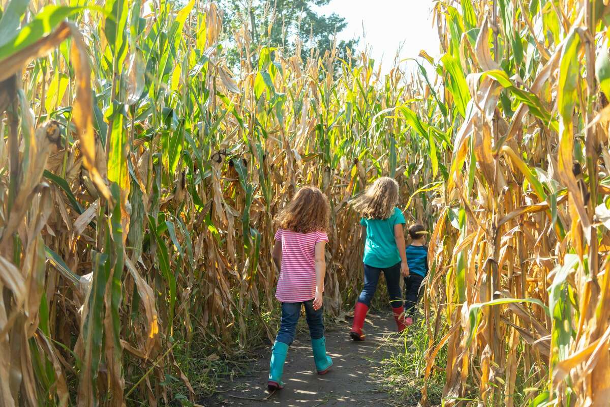 trax farms corn maze